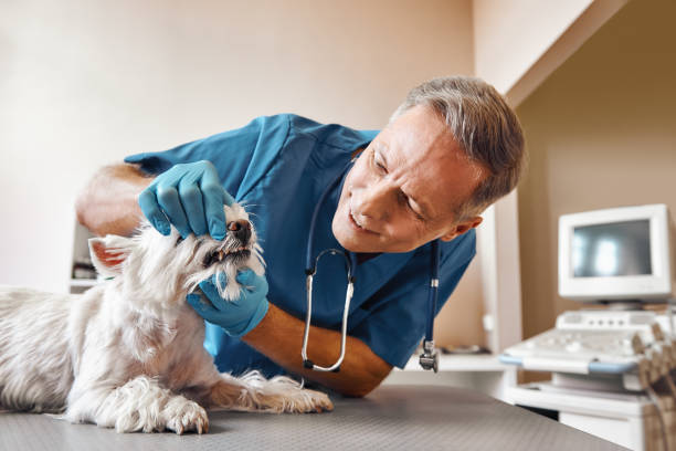 Best Mobile Emergency Dentist in Bethlehem, NC